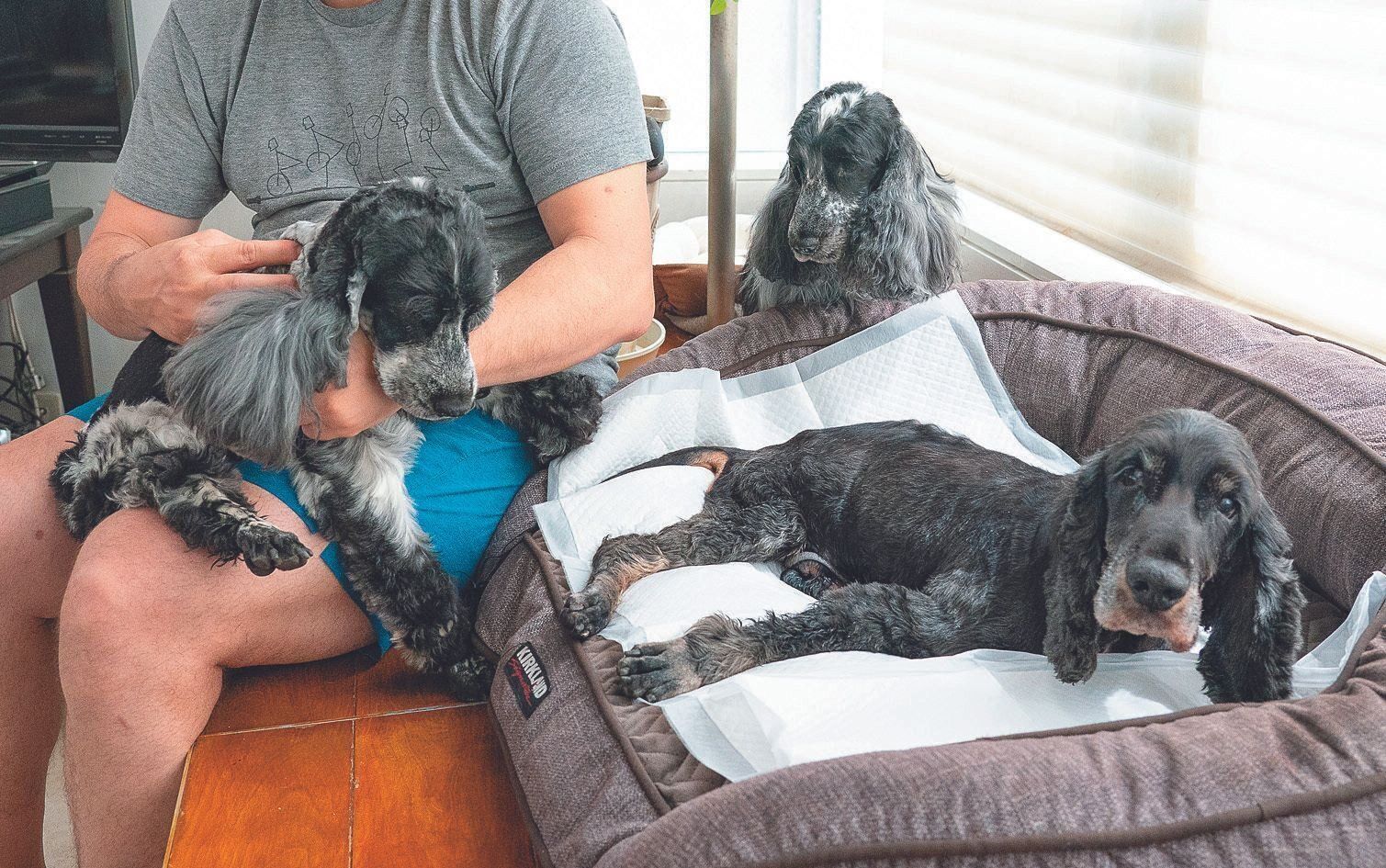 自宅のリビングでくつろぐBさんとポッキーくん。左はポルくん14才、右奥はぼーくん5才。同じ犬種の３頭です