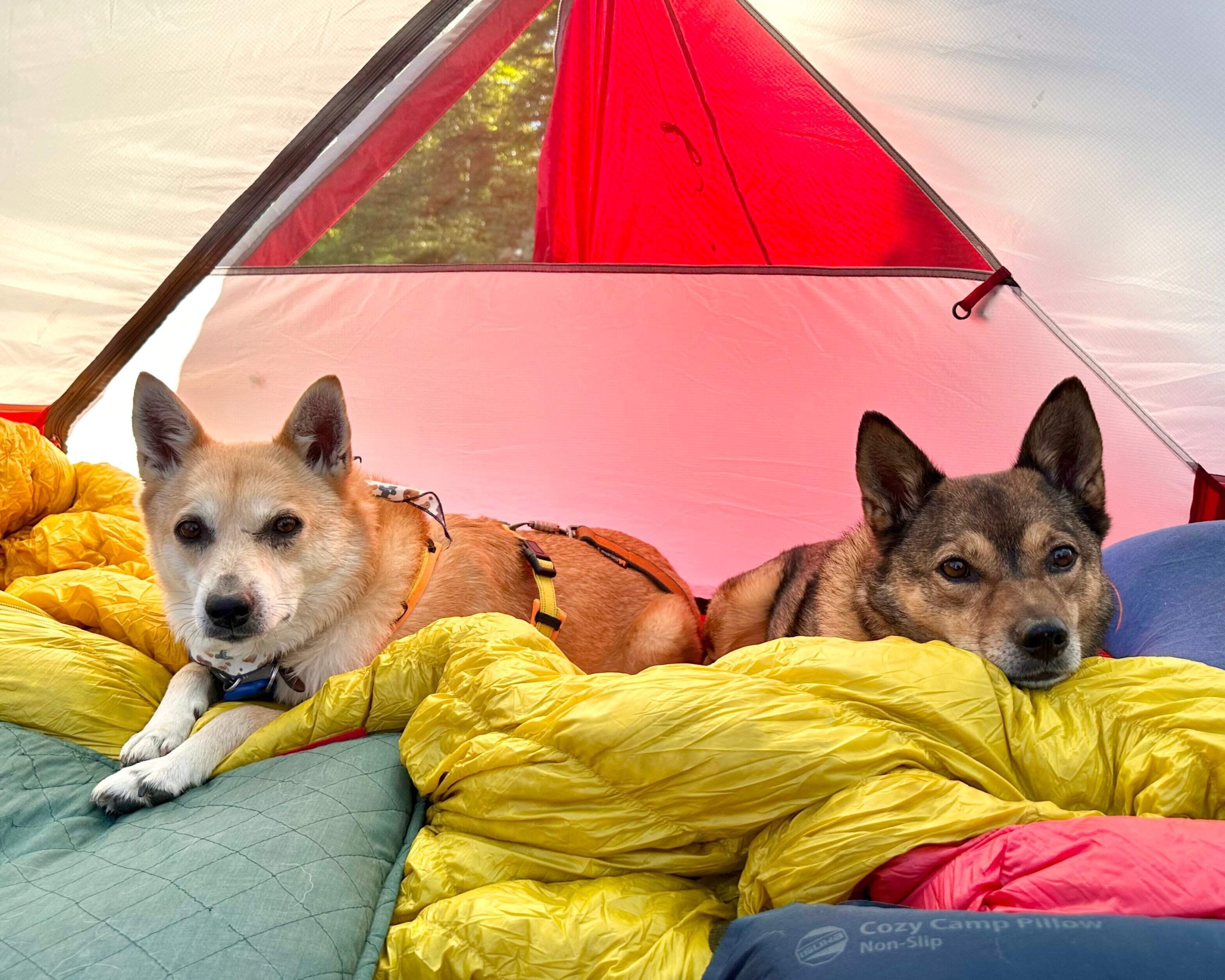 テントの中でくつろぐ2頭の犬