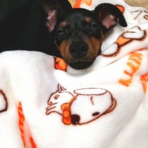 くつろぐミニチュア・ピンシャー