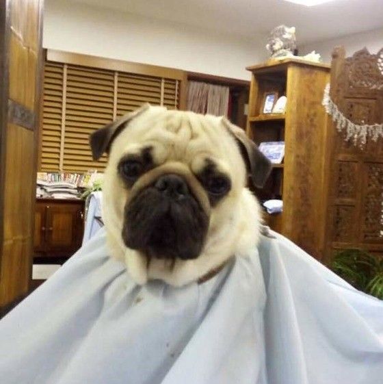 パグの初めてのシャンプー画像