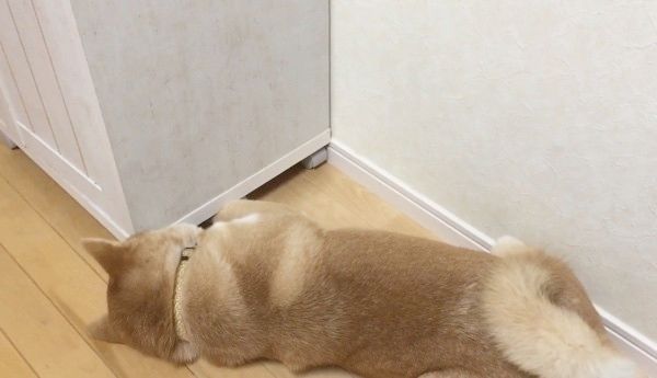 隙間が気になる柴犬