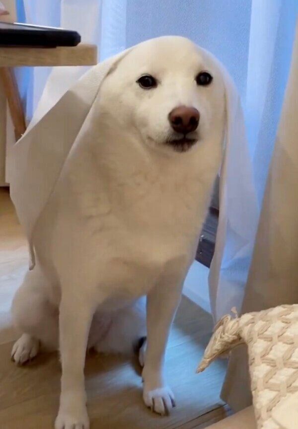 カーテンの裏からじっと飼い主さんを見つめるゆきみちゃん