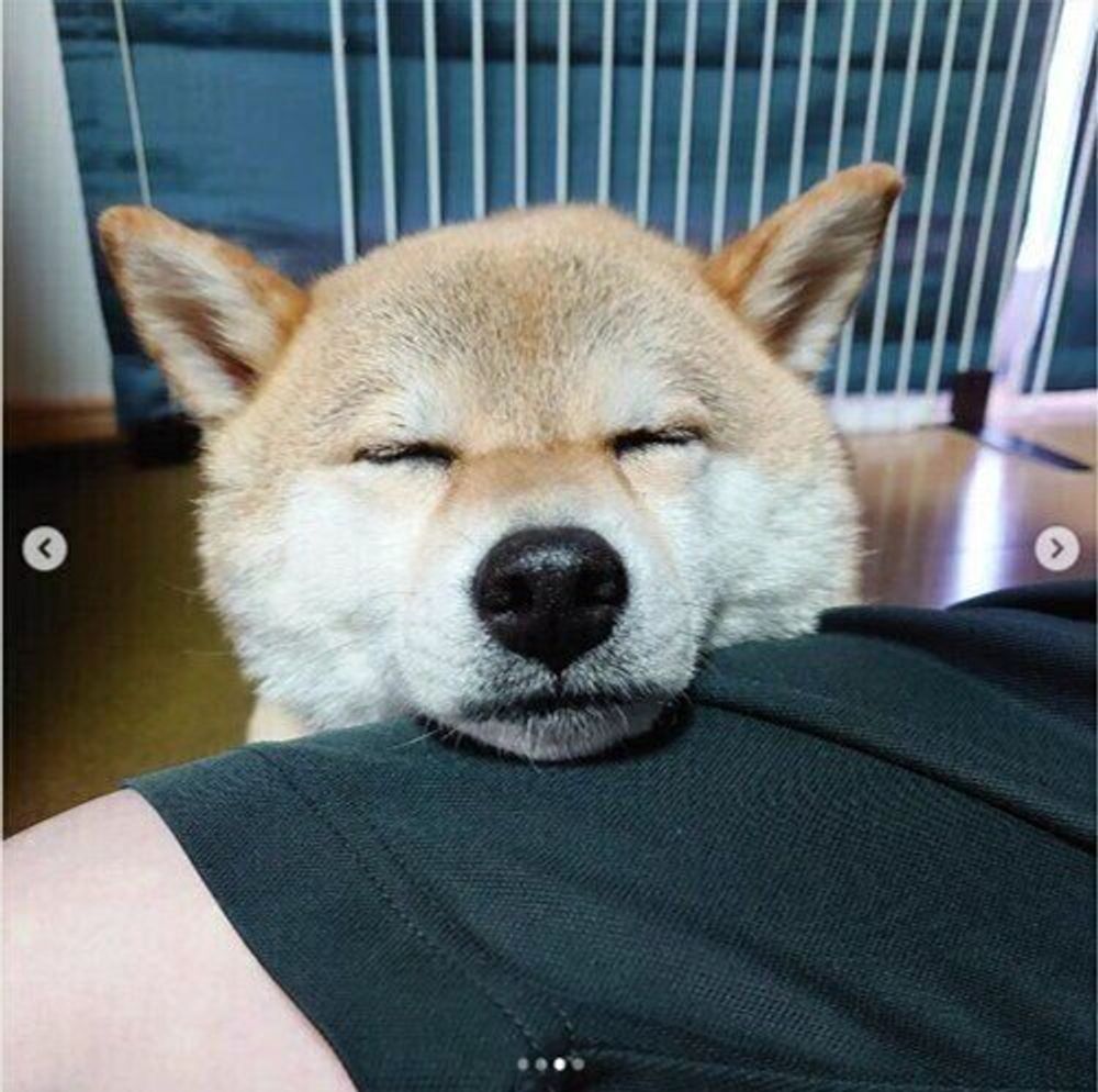 休憩 アピール インスタでも話題の あごのせ犬 がかわいすぎ いぬのきもちweb Magazine 休憩 アピール インスタでも話題の あごのせ犬 がかわいすぎ いぬのきもちweb Magazine