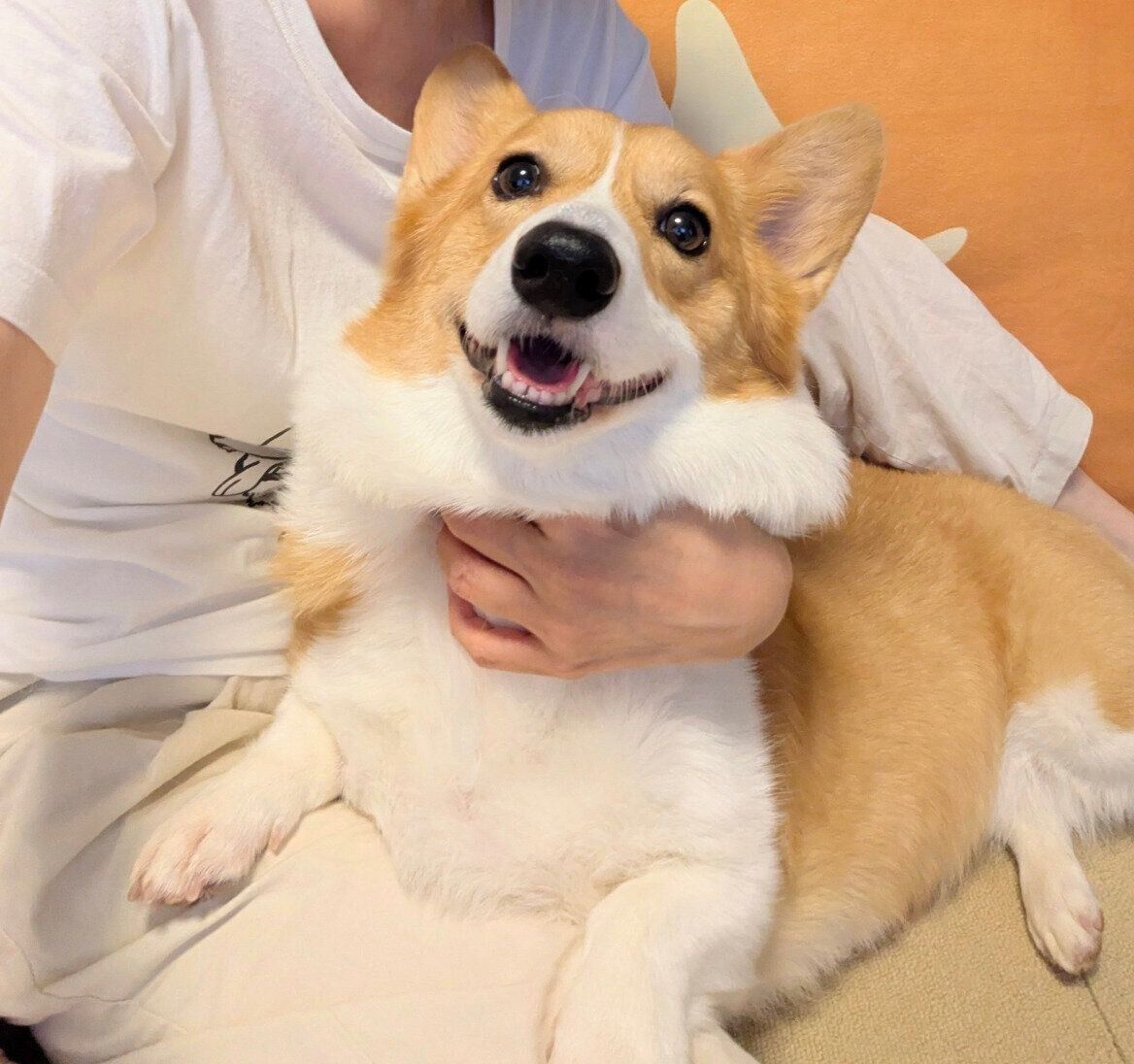 飼い主さんに抱っこされてニコニコ笑顔のこまちちゃん