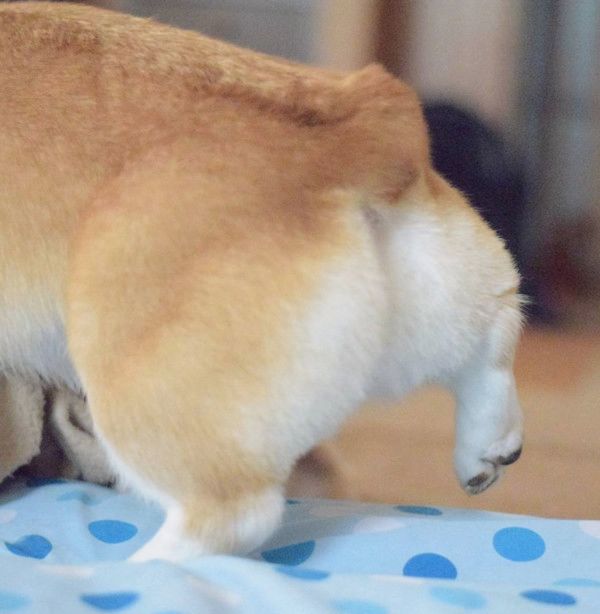 お尻がかわいいコーギー