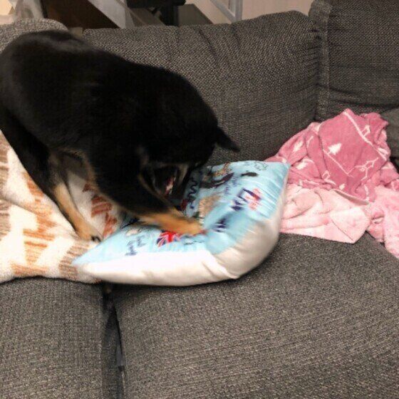 クッションをホリホリする柴のあずきちゃん