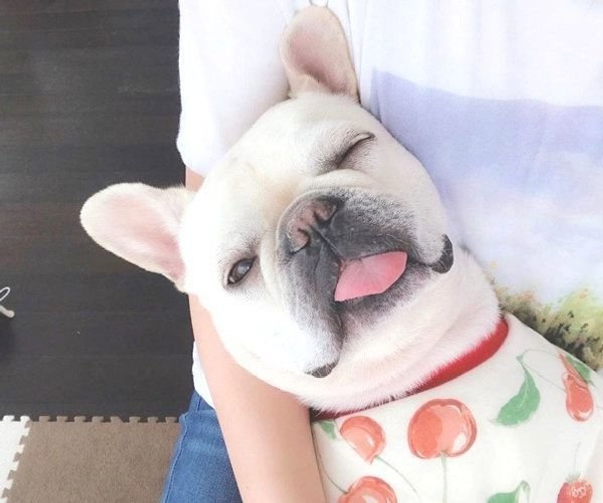 ひじょーーーにいい ある食べ物に見えてしまう犬に反響続々 いぬのきもちweb Magazine ひじょーーーにいい ある食べ物に見えてしまう犬に反響続々 いぬのきもちweb Magazine