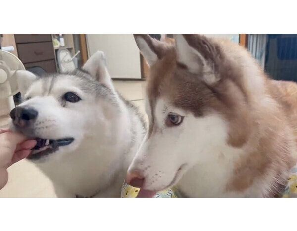 おやつを食べるシルビアちゃん