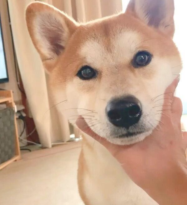 見つめるめんまくん