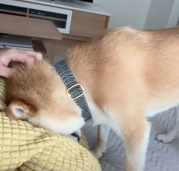 柴犬のこてつくん