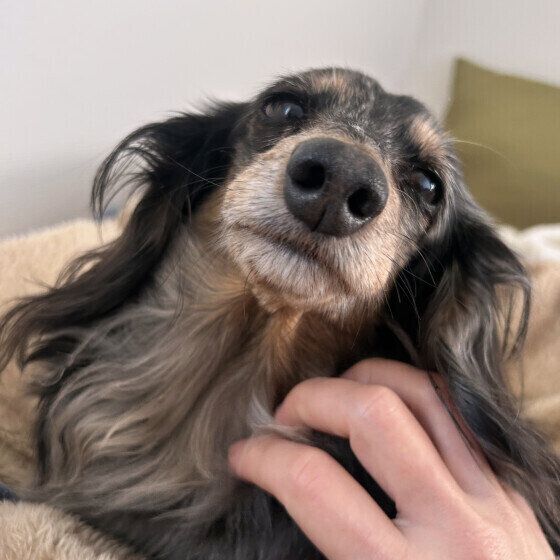 ミニチュア・ダックスフンドのゆきちゃん