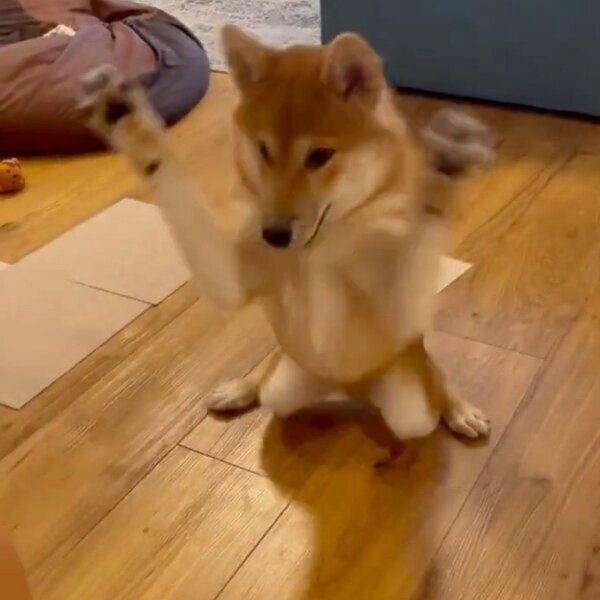 前足を広げるこぐまくん