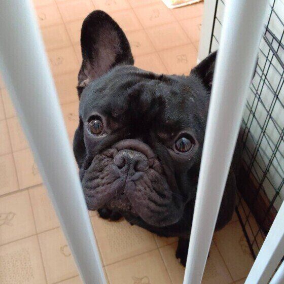 フレンチ・ブルドッグ