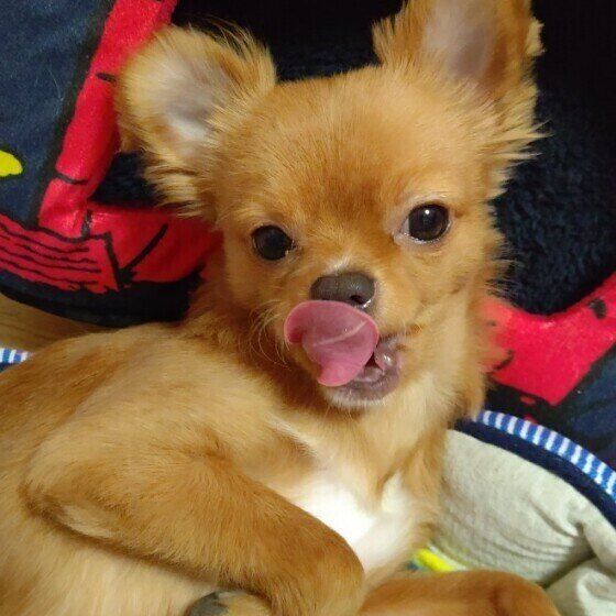 見つめるチワワ