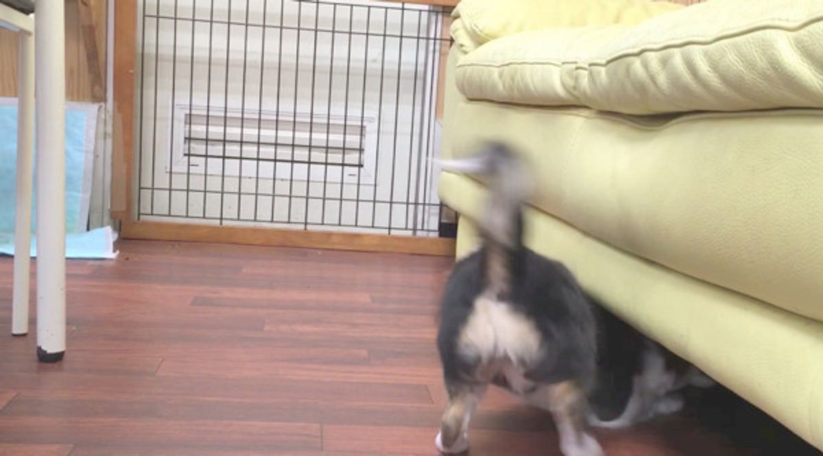 犬動画 秘密基地みたい ソファの下で遊ぶワンコたちが激カワ いぬのきもちweb Magazine 犬動画 秘密基地みたい ソファの下で遊ぶワンコたちが激カワ いぬのきもちweb Magazine