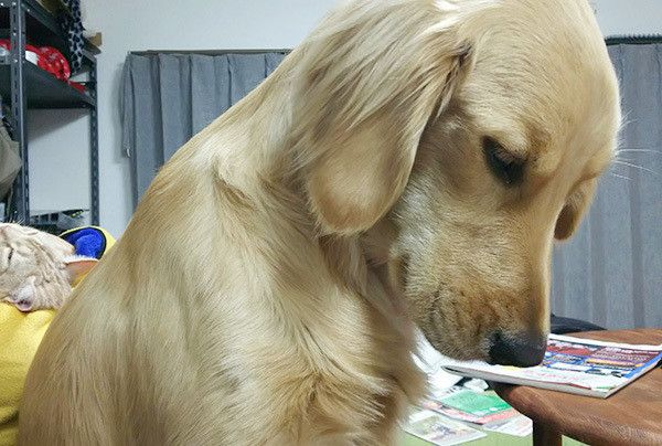 愛犬が自分のしっぽを追ってクルクル 放置するのが心配なワケって いぬのきもちweb Magazine