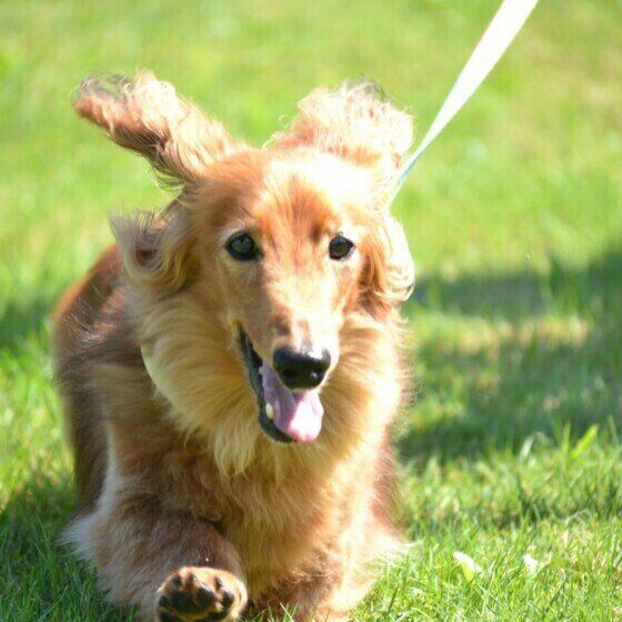 ダックスフンドのニムくん