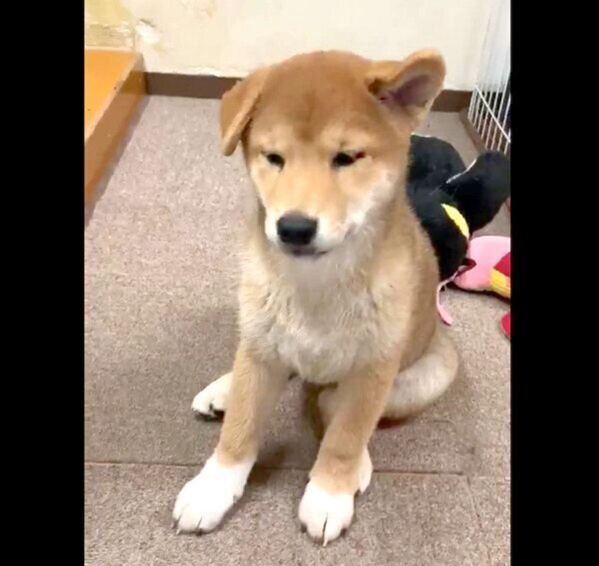 タレ耳 柴の子犬 両耳ピン の待望の瞬間が ファン歓喜の愛らしい姿とは いぬのきもちweb Magazine タレ耳 柴の子犬 両耳ピン の待望の瞬間が ファン歓喜の愛らしい姿とは いぬのきもちweb Magazine