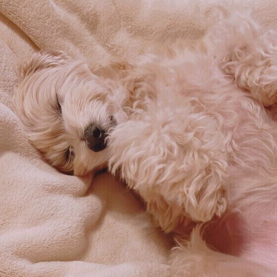 へそ天で爆睡中のワンちゃん