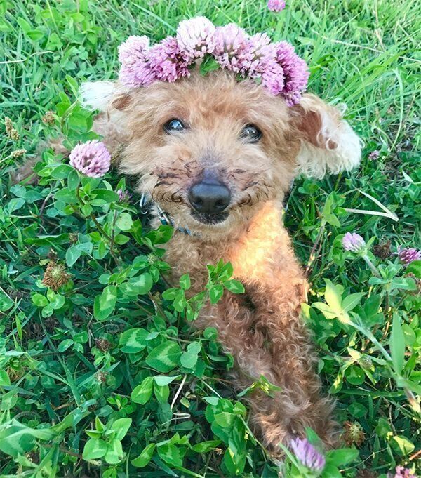 花冠をつけるこむぎじいちゃん