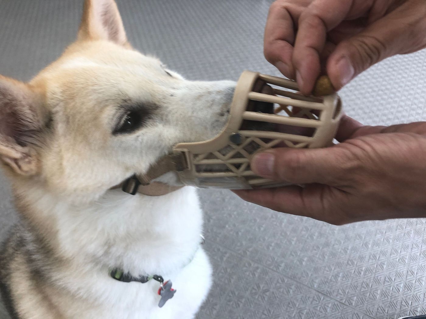 犬が 口輪 を喜んでつけるようになる方法 連載 西川文二の 犬ってホントは Vol 38 いぬのきもちweb Magazine 犬が 口輪 を喜んでつけるようになる方法 連載 西川文二の 犬ってホントは Vol 38 いぬのきもちweb Magazine