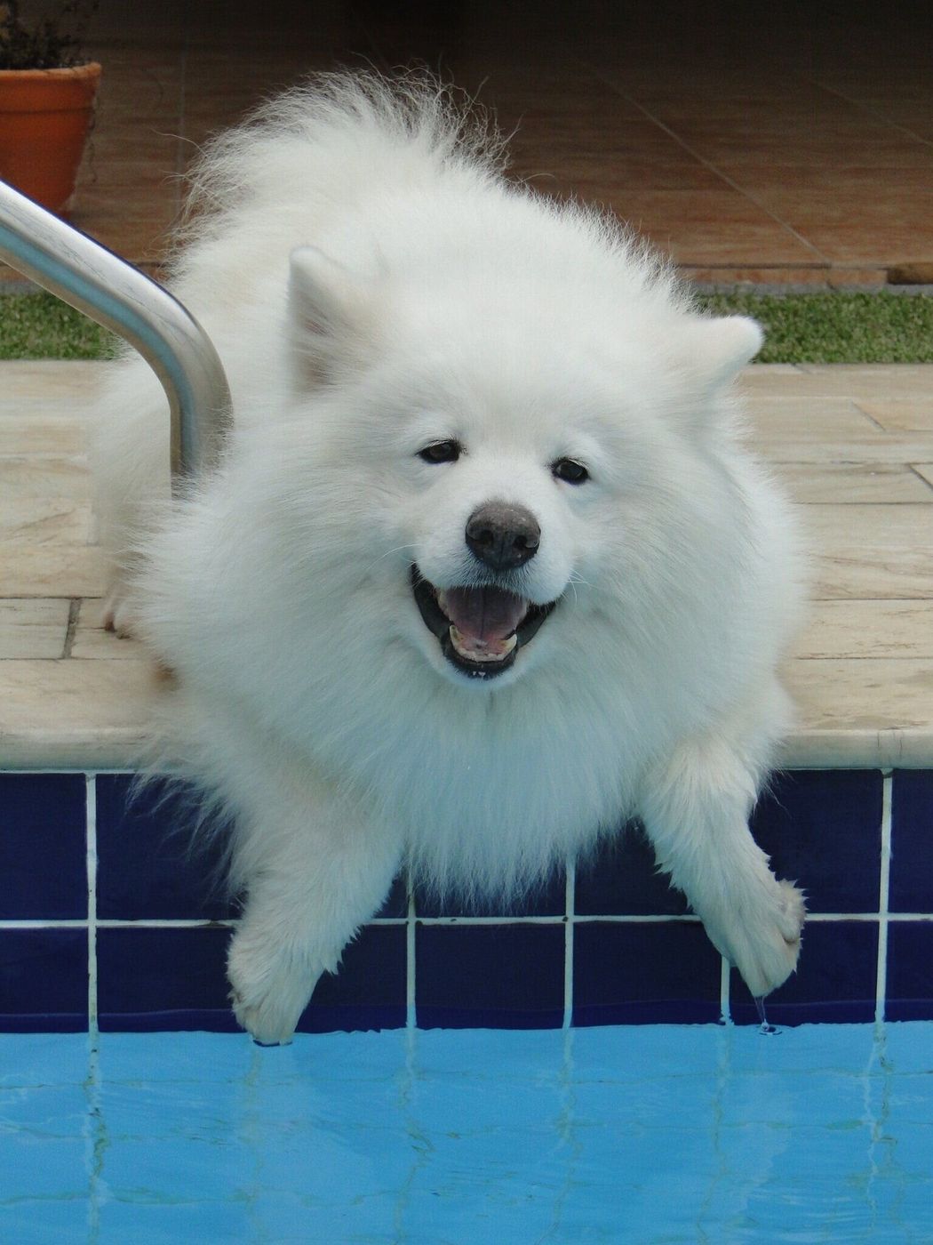 犬種の名前の由来は にぎりこぶし 意外と知らない 犬種の名前トリビア10 いぬのきもちweb Magazine 犬種の名前の由来は にぎりこぶし 意外と知らない 犬種の名前トリビア10 いぬのきもちweb Magazine