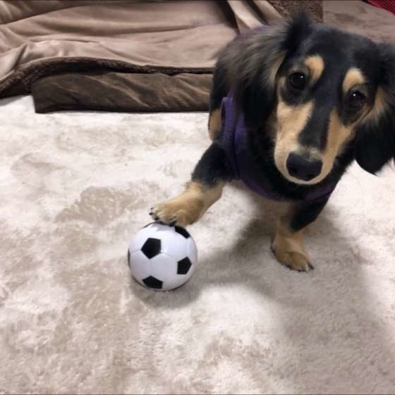 ダックスフンド