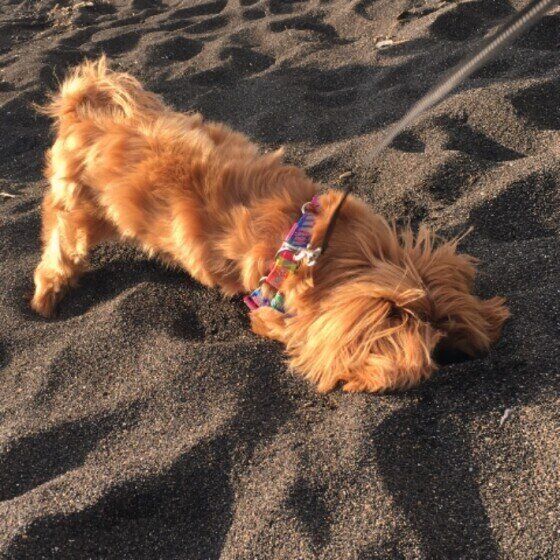 砂に顔を入れる犬