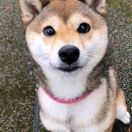 柴のあずきちゃん