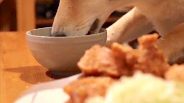 ごはんを食べる柴犬