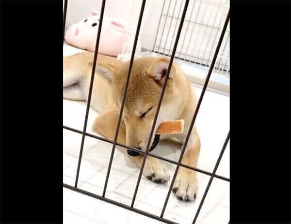ガムをくわえたまま眠ってしまうなつめちゃん