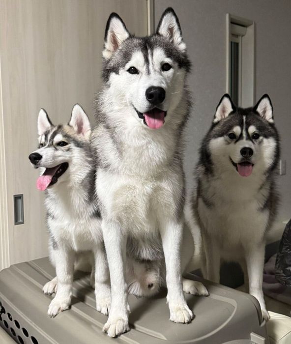 仲良しな3頭