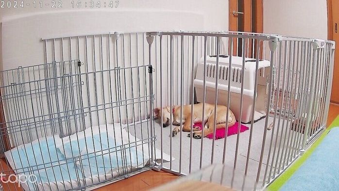 試したのは、スタッフHと愛犬レノン(オス・5カ月/12.0kg/ミックス/内弁慶)