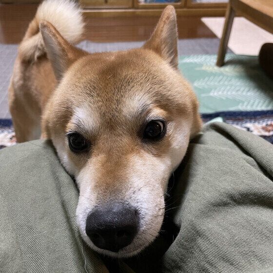 かまってアピールをする柴犬