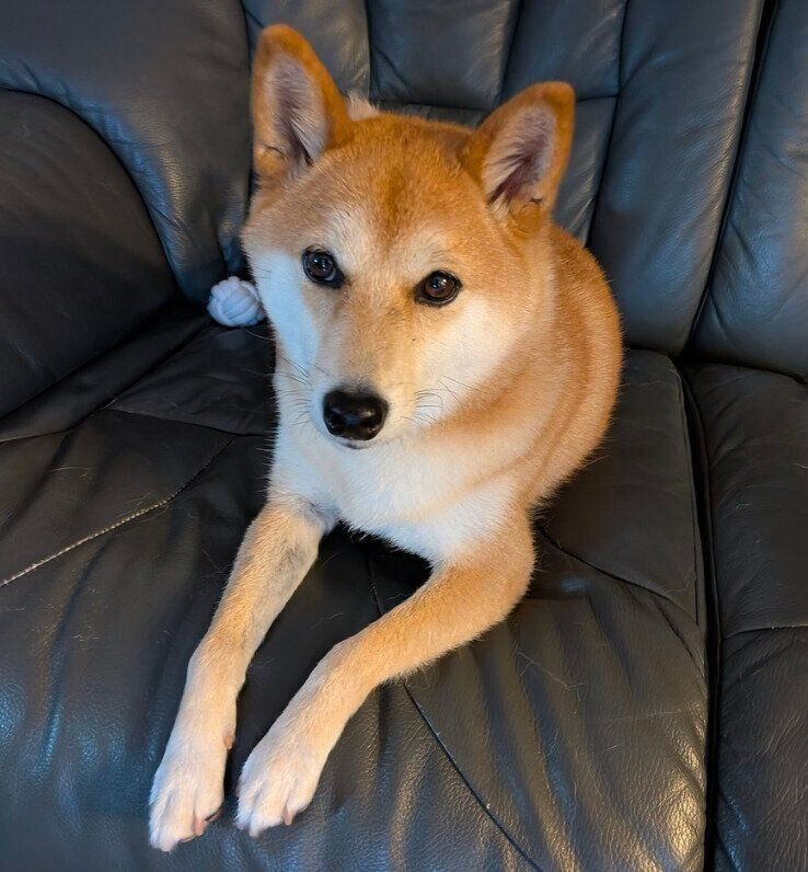 ソファでまったりするくるみちゃん