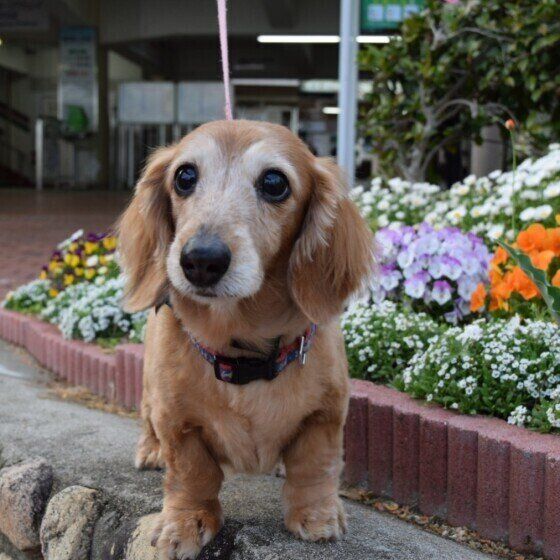 ミニチュア・ダックスフンドのくるみちゃん