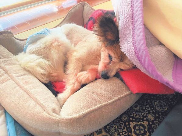 胃腸が弱いため、たびたび食欲がなくなり、元気が出ないことが