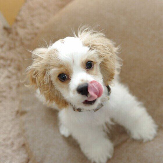 子犬を暑さから守ろう！はじめての夏、特に気を付けることは？  いぬのきもち