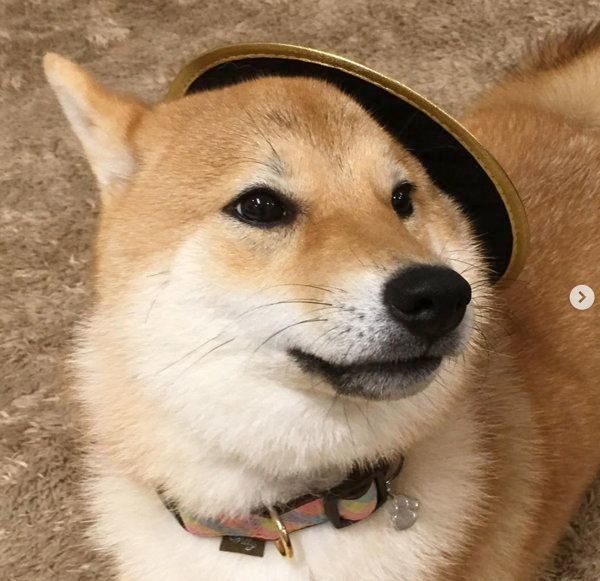 柴犬の味噌ちゃん