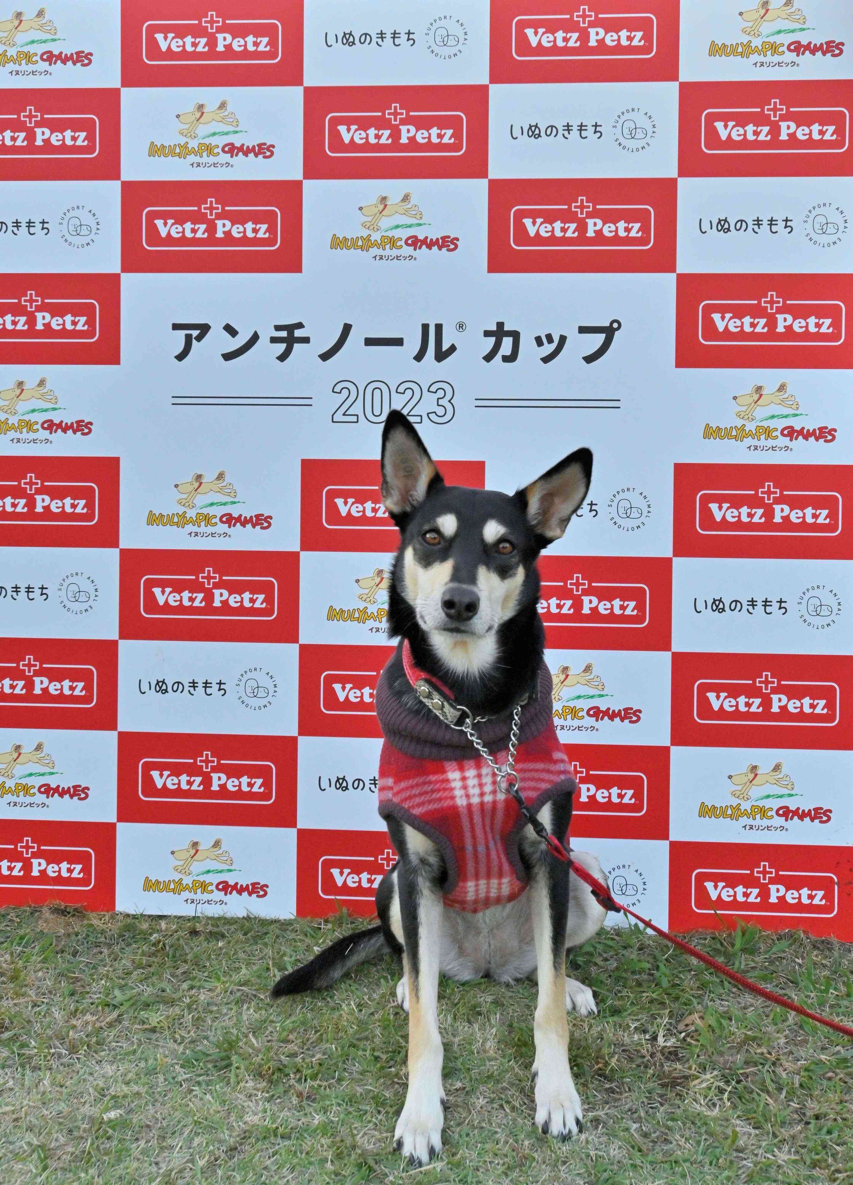 タイムレース50アンチノールカップに参加したオーストラリアン・ケルピー