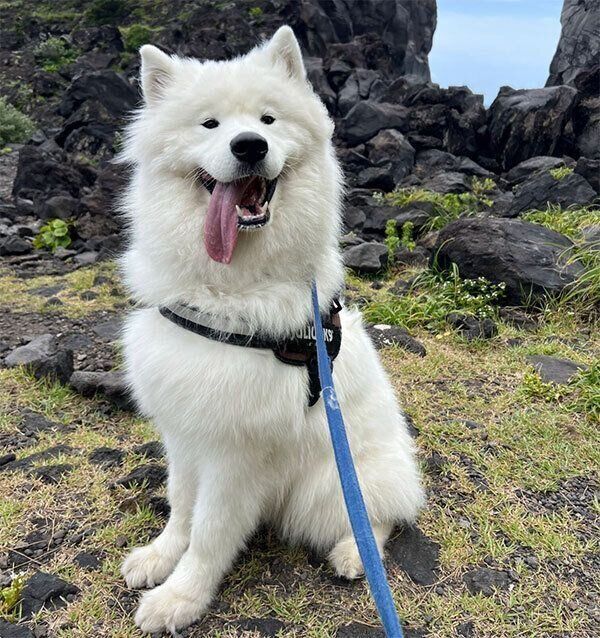 散歩するとうふくん