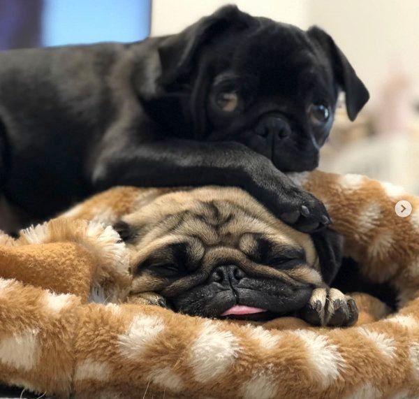 パグの小梅ちゃんと小豆ちゃん