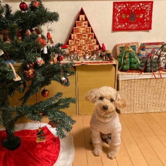 獣医師が語る：実際にあった年末年始の誤飲・誤食事故