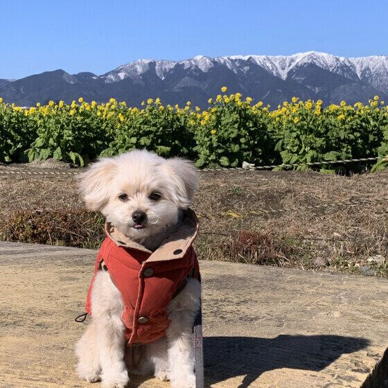 犬が亡くなる前にみせる兆候と愛犬の看取りについて獣医師に聞いた いぬのきもち