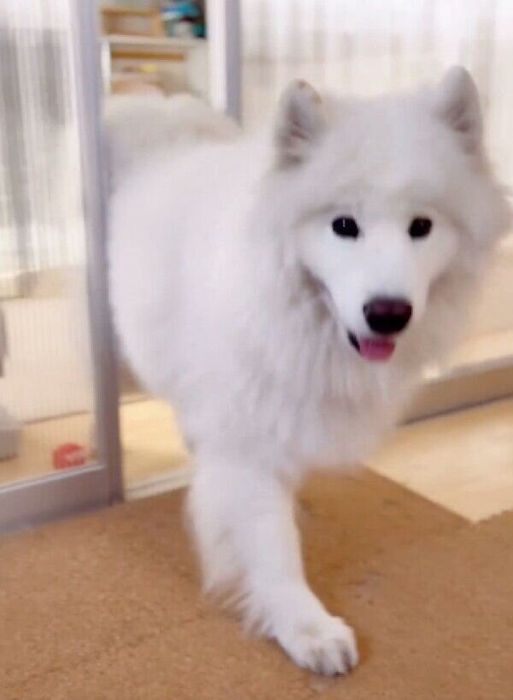 ニコニコで飼い主さんの元へ来るダッツくん