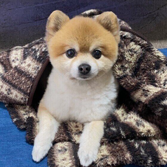 見つめるポメラニアン