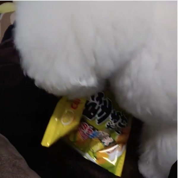 プンプンワンコ