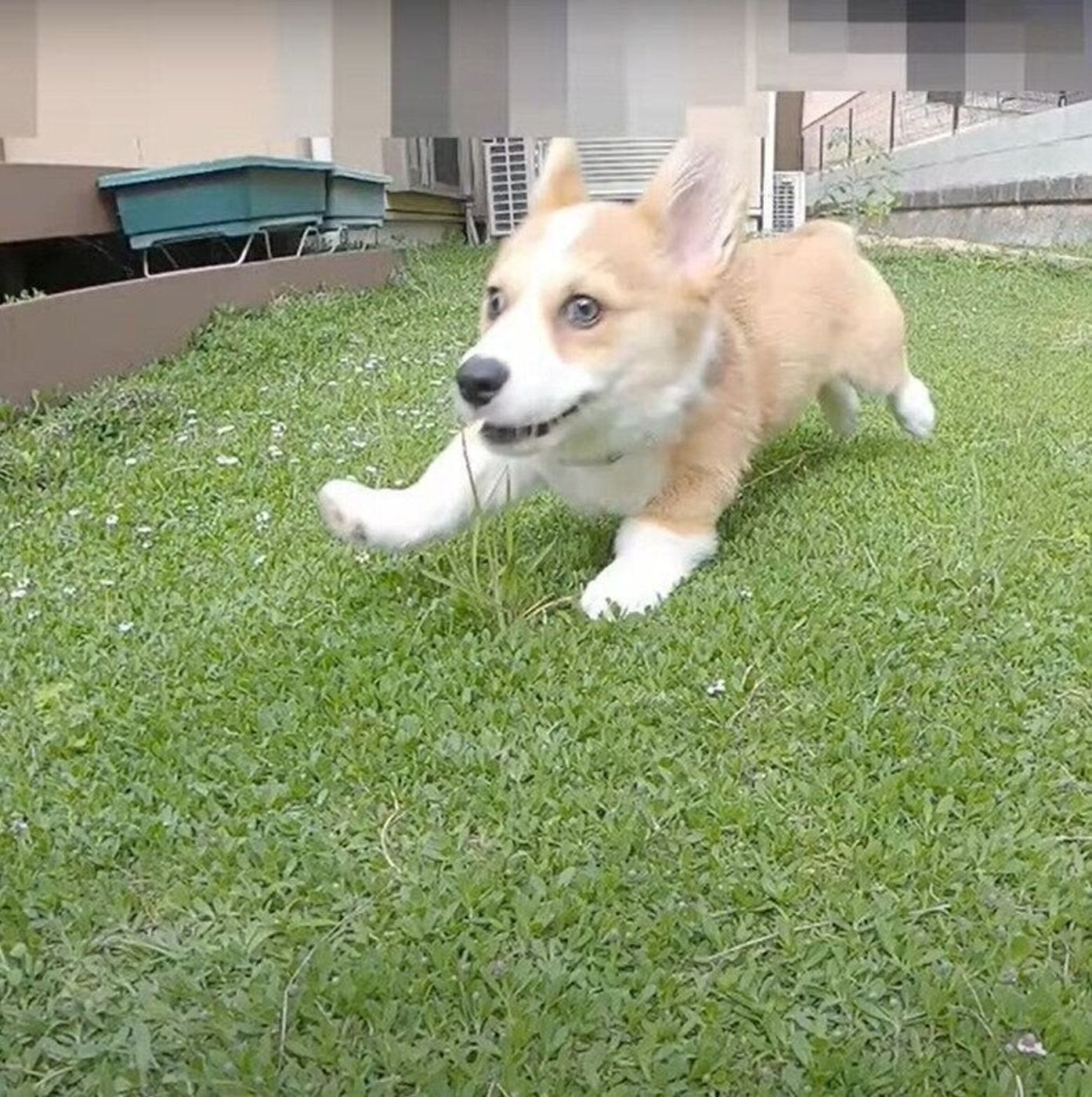 はじめてのお庭遊びに 暴走モード が止まらない 元気いっぱい走り回る子犬のコーギー いぬのきもちweb Magazine はじめてのお庭遊びに 暴走モード が止まらない 元気いっぱい走り回る子犬のコーギー いぬのきもちweb Magazine
