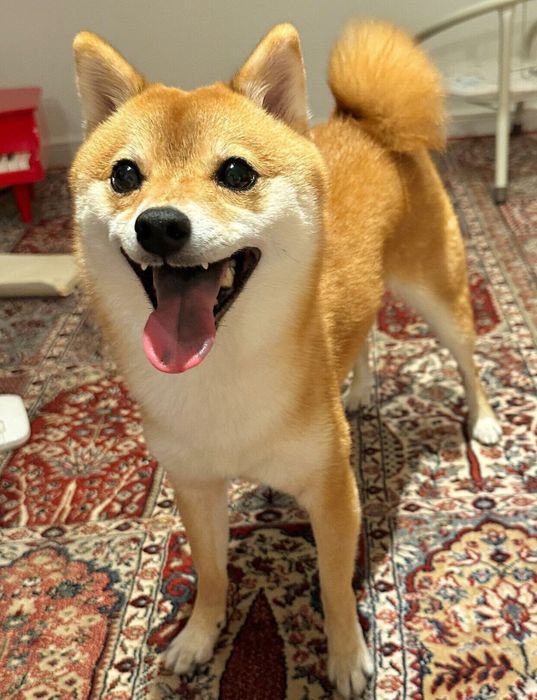 ニコニコ顔のタマちゃん