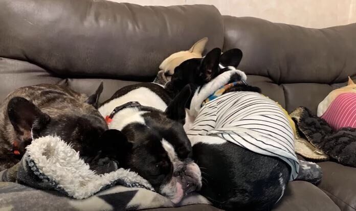 犬　フレンチブルドッグ